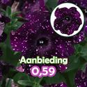 Bild von Petunia P12 "Actie" Midnight Sky